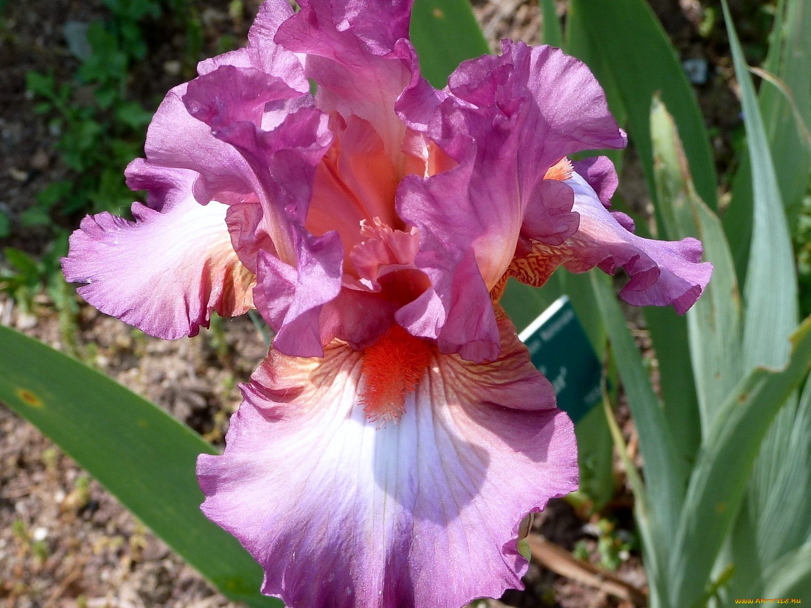 Iris 1.20 2. Ирис Prince Eugene. Ирис малиновый. Ирис Rozovyy Kaskad. Ирис Pink Wave.